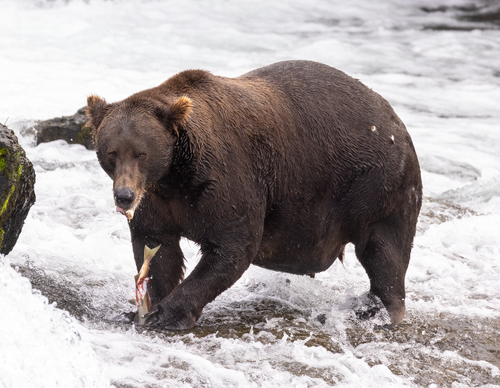 151 Walker | Discover and Engage: Join Our Events — Katmai Conservancy