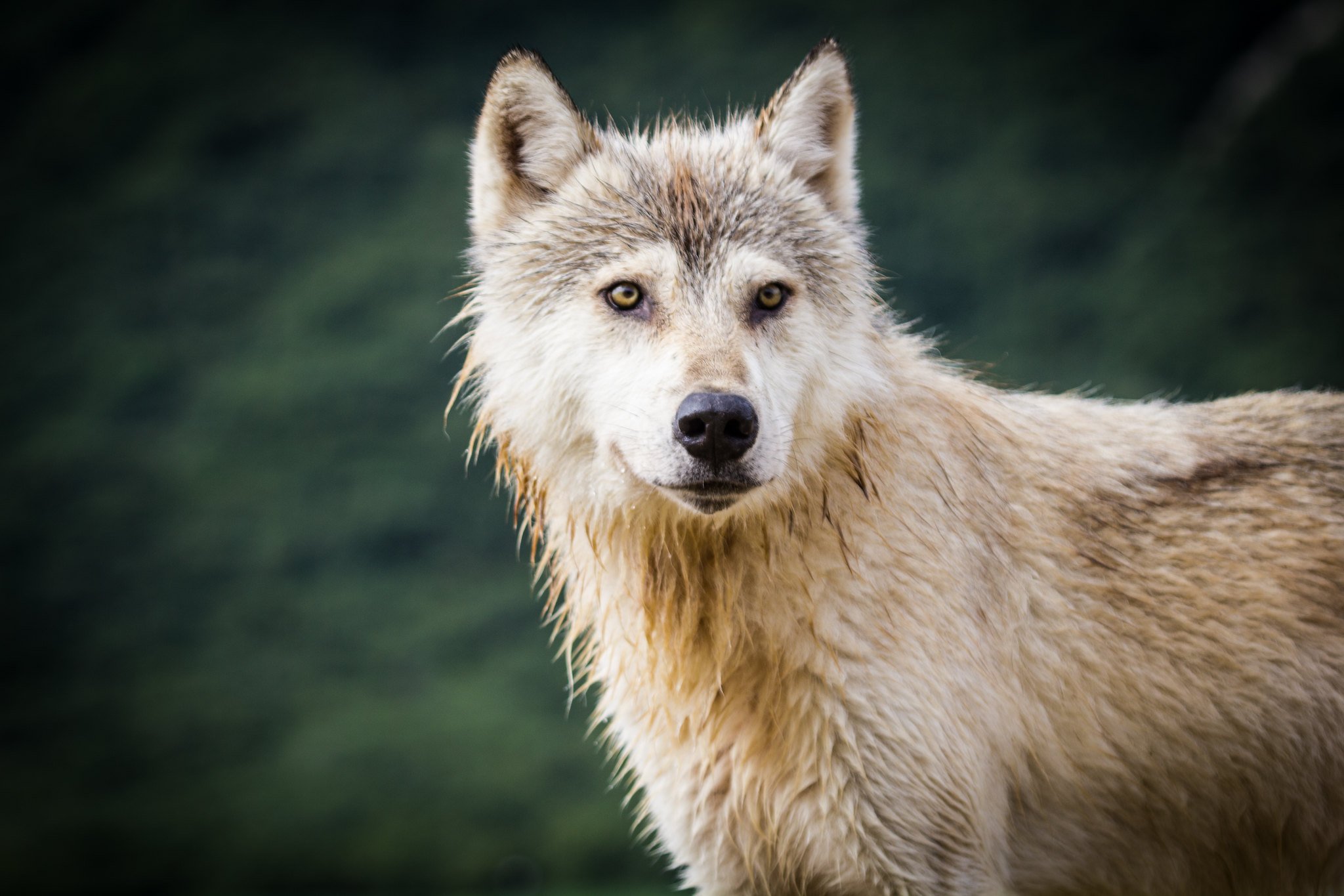Coastal Wolf and Bear Genetic Research