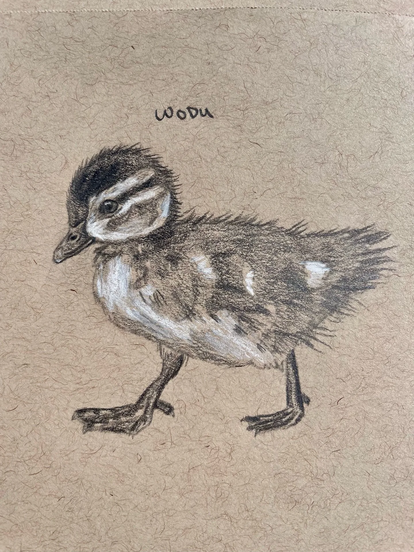 Quick rough sketch of a wood duck duckling. I&rsquo;m working on a simple &lsquo;cheat sheet&rsquo; with some of the wild duckling species we see at the hatchery to help volunteers differentiate between them. Wood ducks are one of the most easily rec
