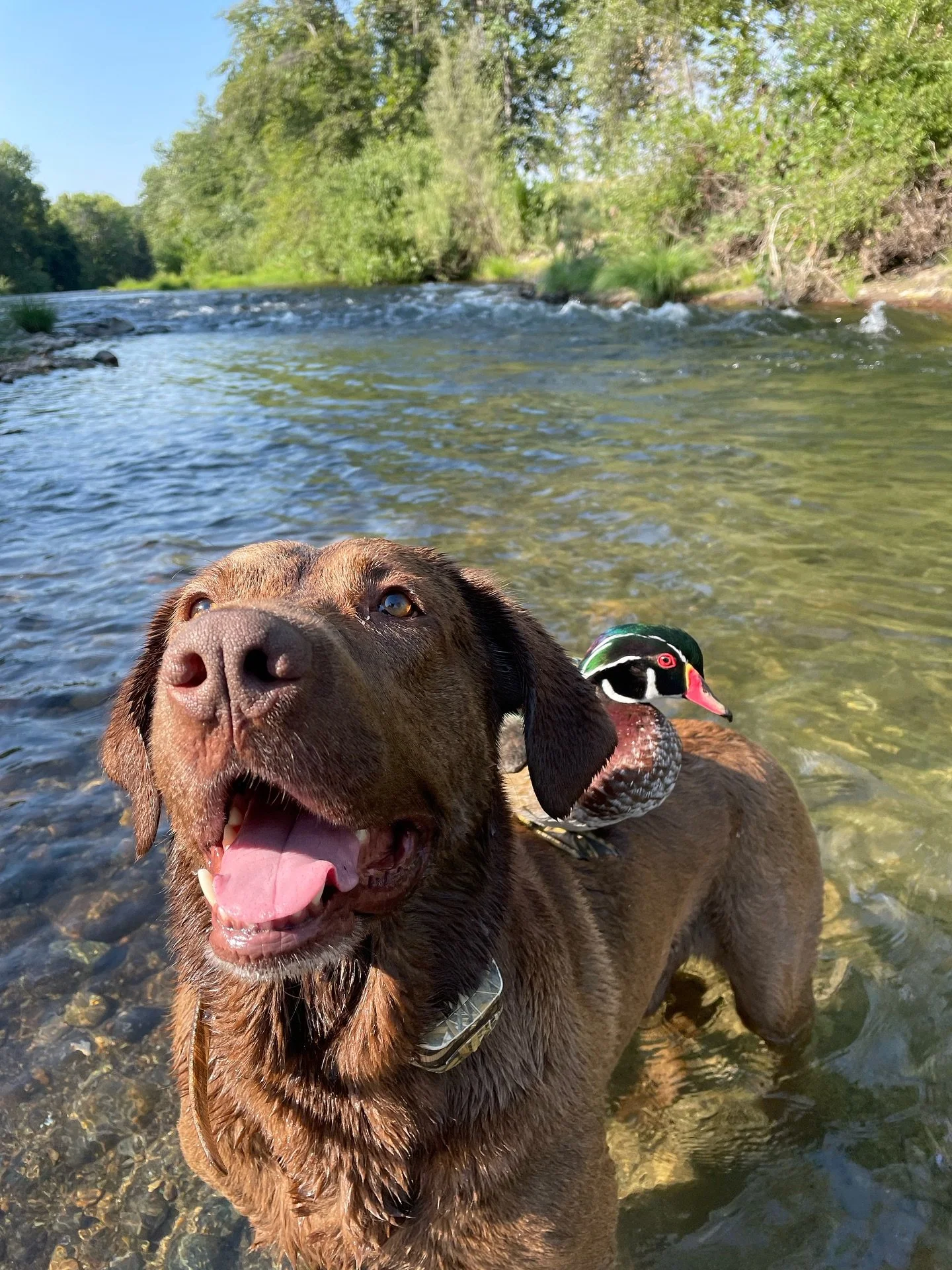 Creek day with the boys!