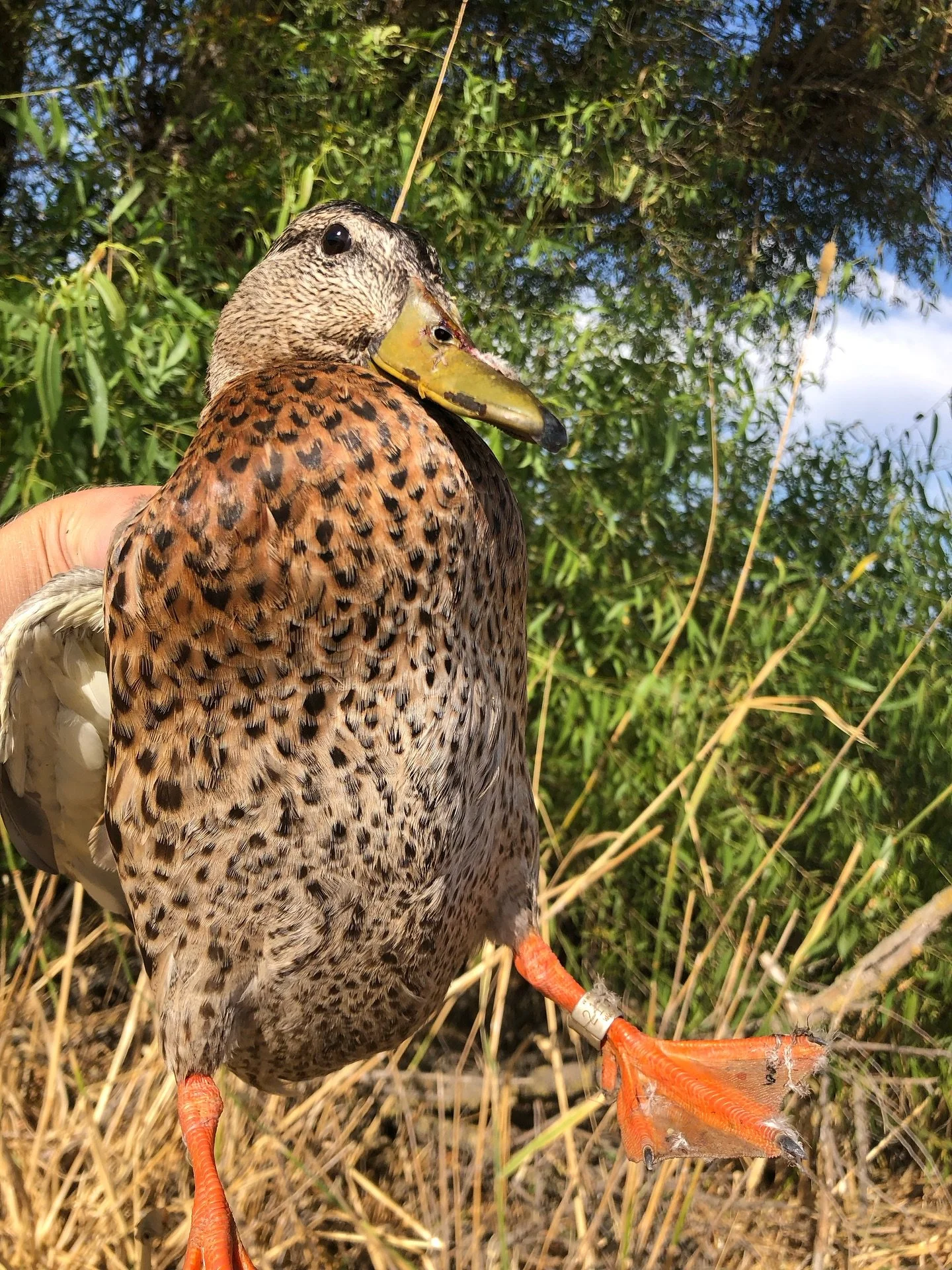 It&rsquo;s that time of year again&hellip; putting more bling on a nice variety of ducks!