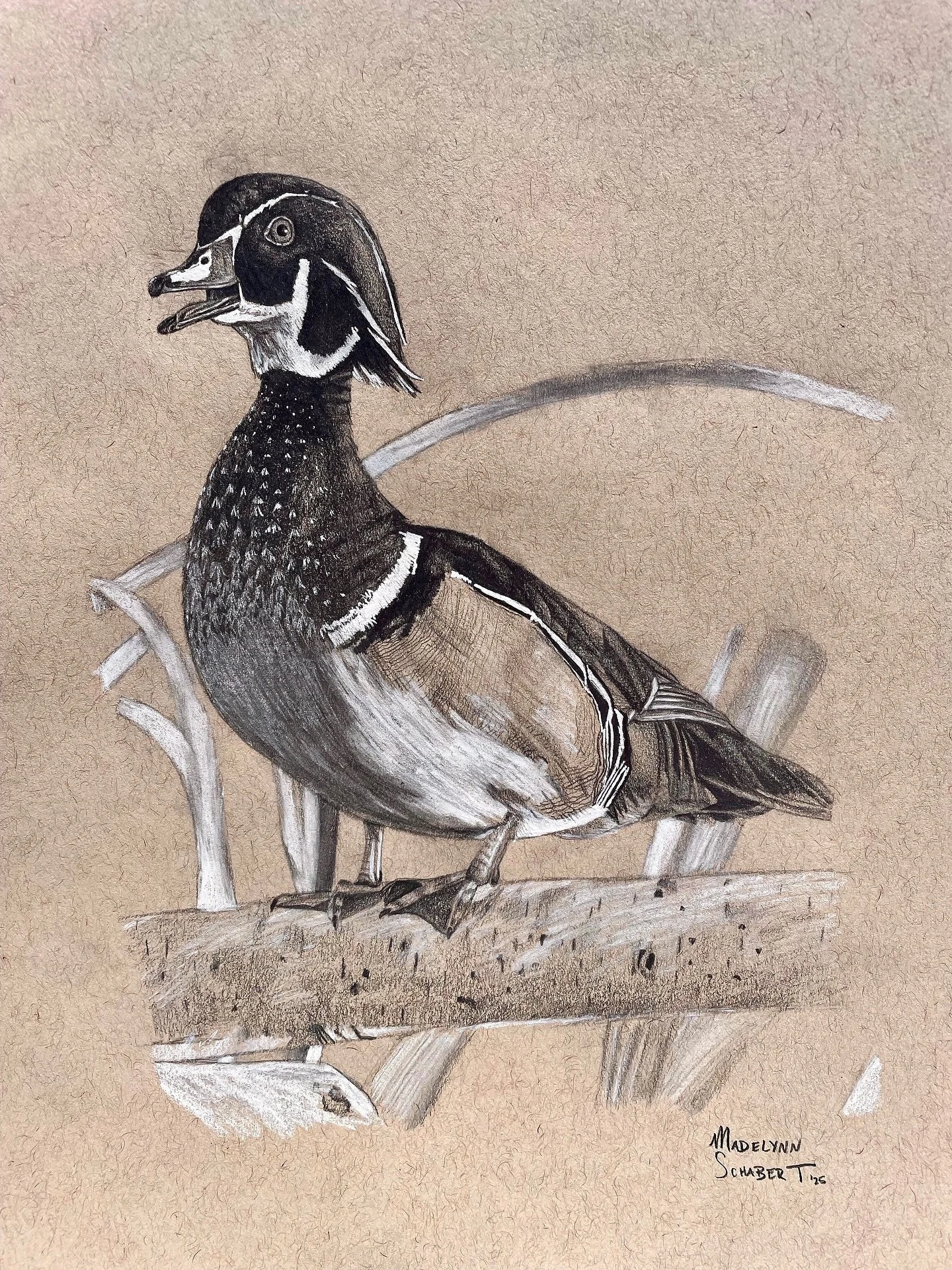 Back to the sketchbook&hellip; with another wood duck! 😆 This piece was made for Harlan Albers, who does fantastic work for wood ducks in our area. His efforts resulted in the successful release of over 500 birds! Go check out his photography on the