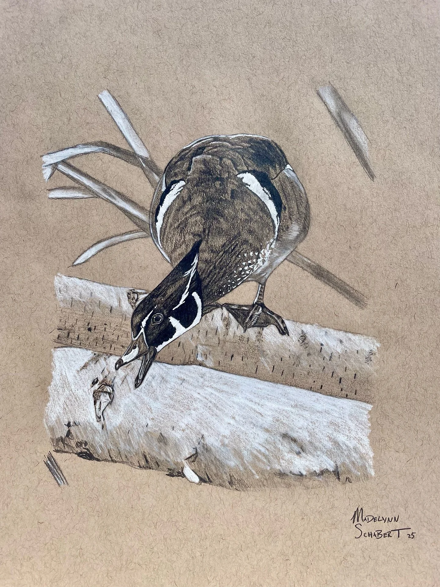 Another feisty wood duck sketch! Drawing mean-looking wood ducks never gets old.

Pencil on paper. 9 x 12&rdquo;. Not for sale.

Reference photo by @steve_oehlenschlager