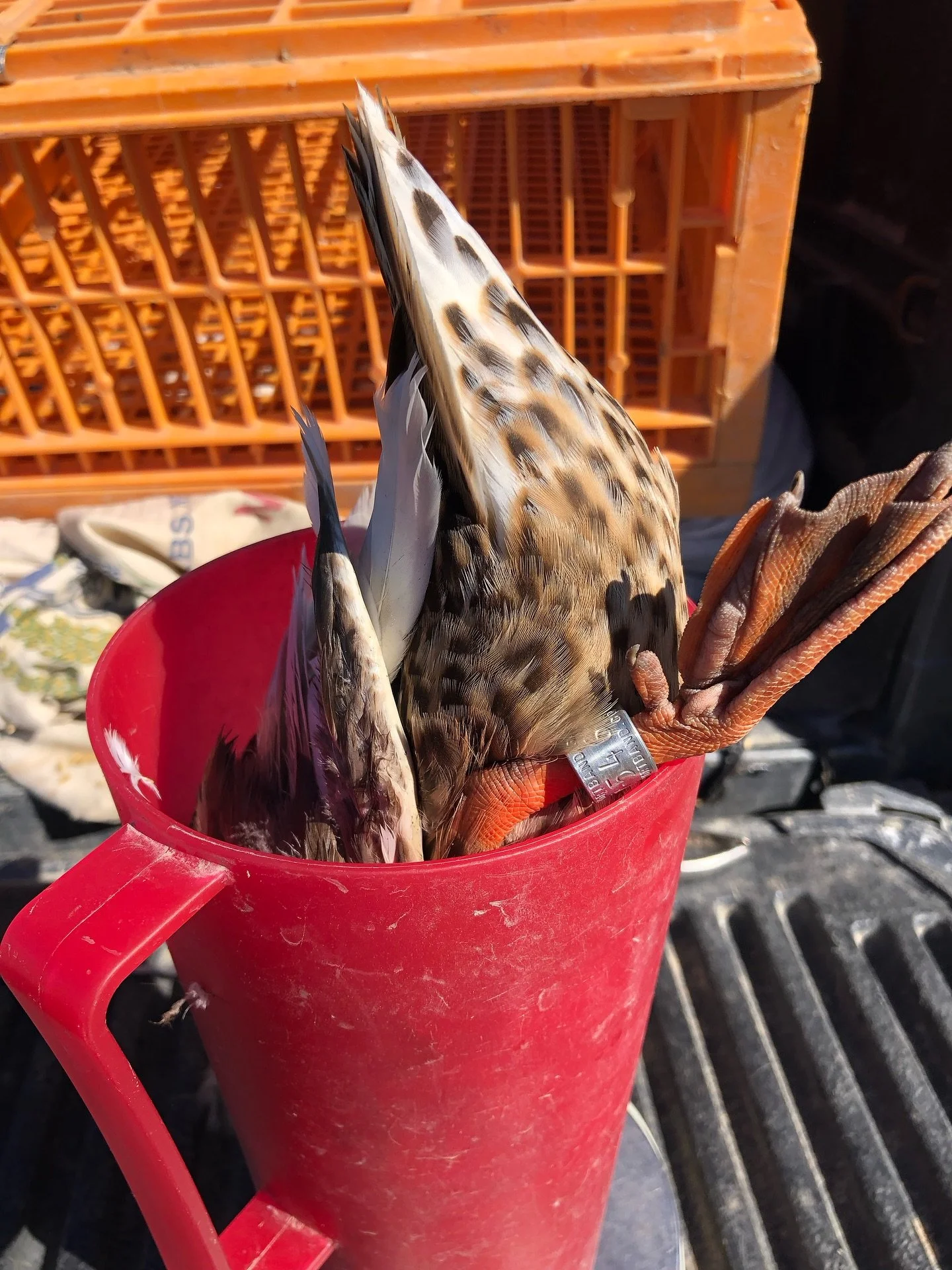 Some of the last few banding endeavors from swim in traps. On to rocket netting! 

All birds handled and banded with proper permits.