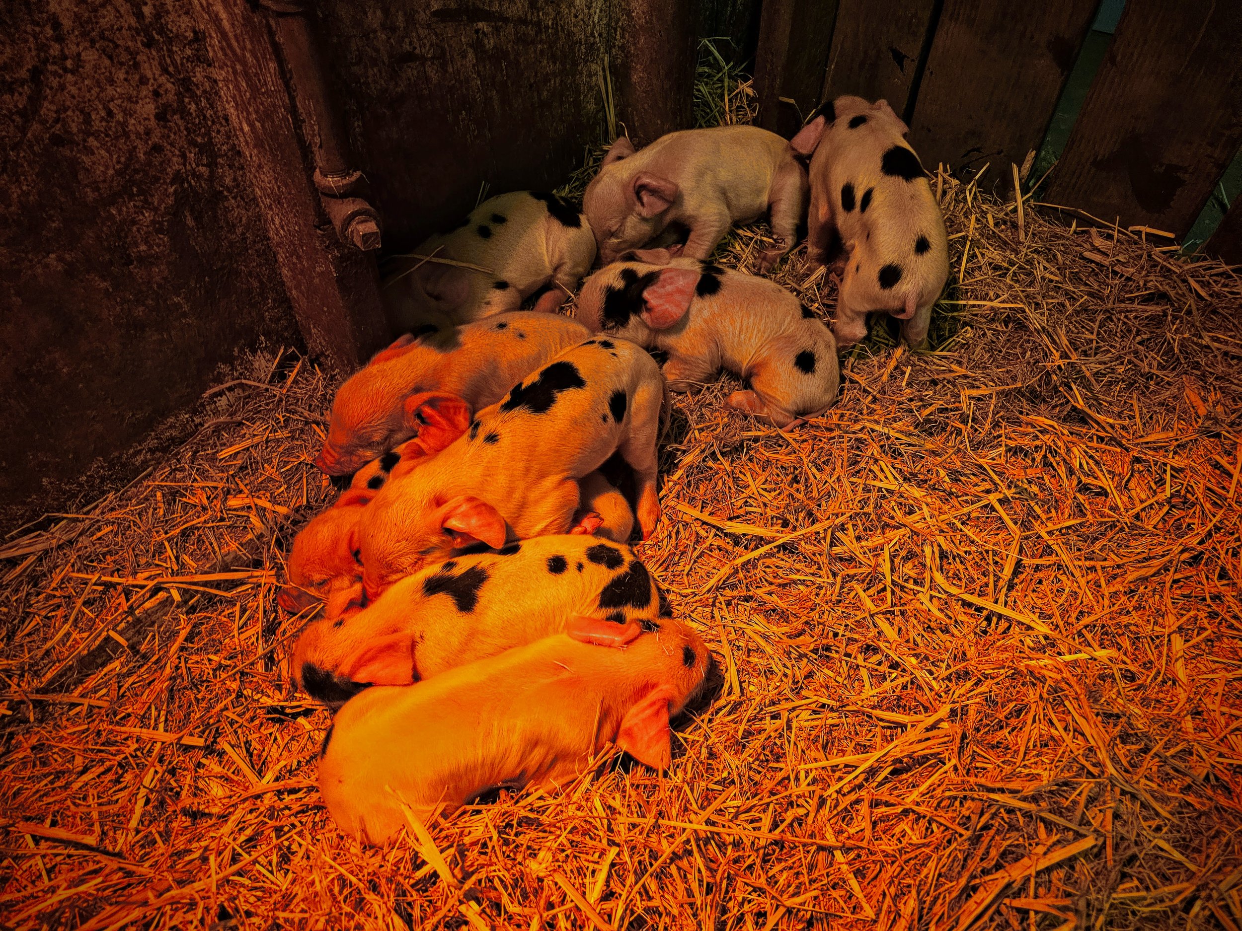 new baby piglets.jpeg