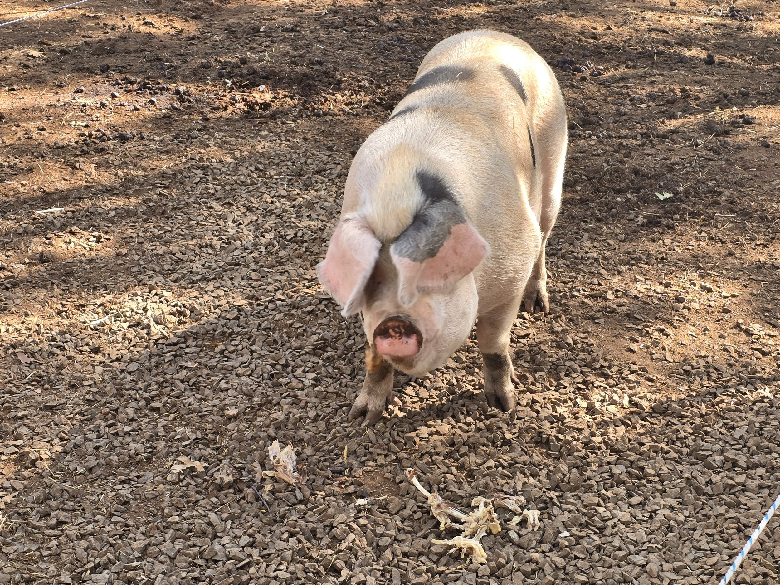 Remembering Acorn: The Heart of Our Herd