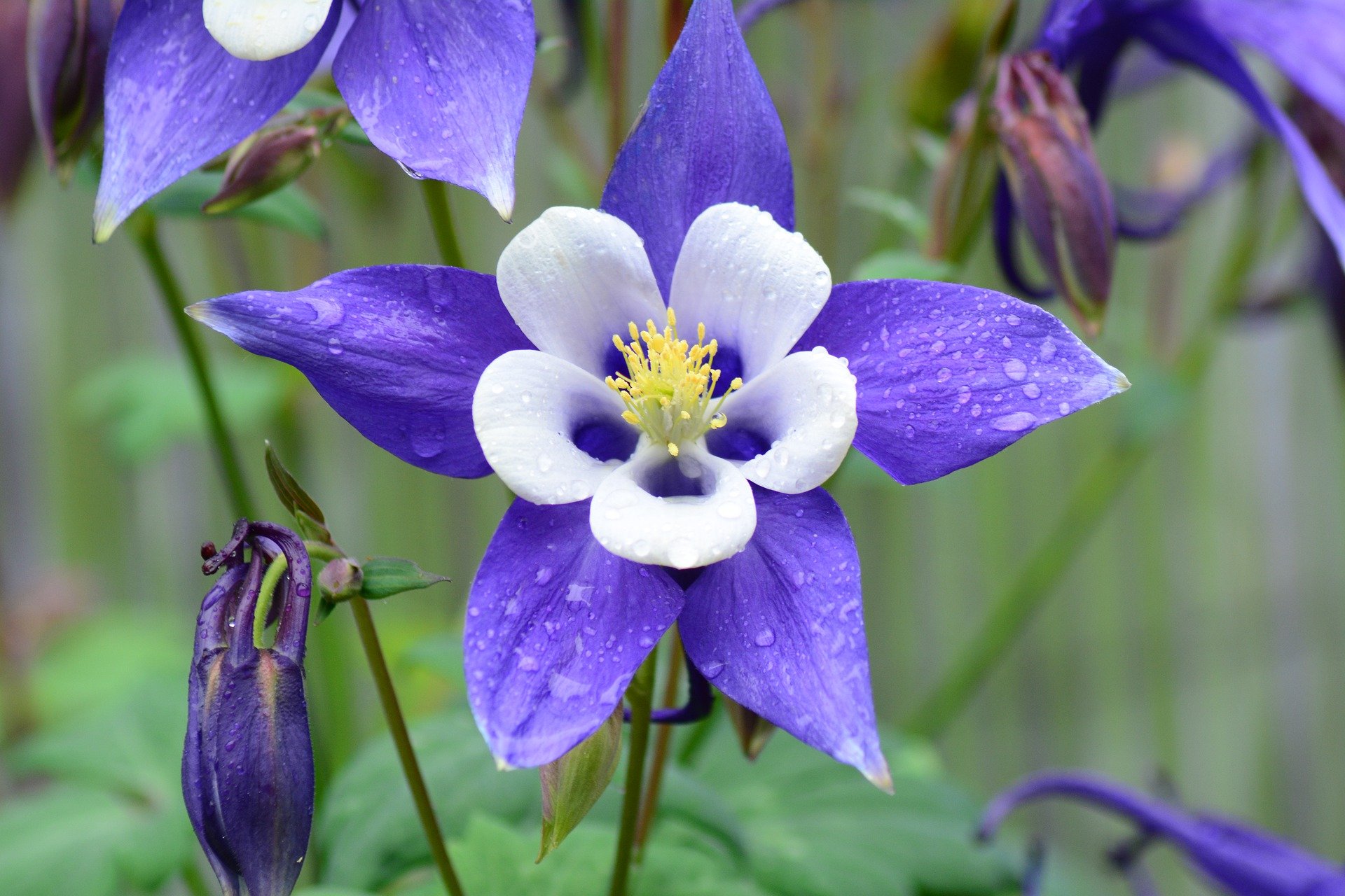 rocky-mountain-columbine-5252858_1920.jpg