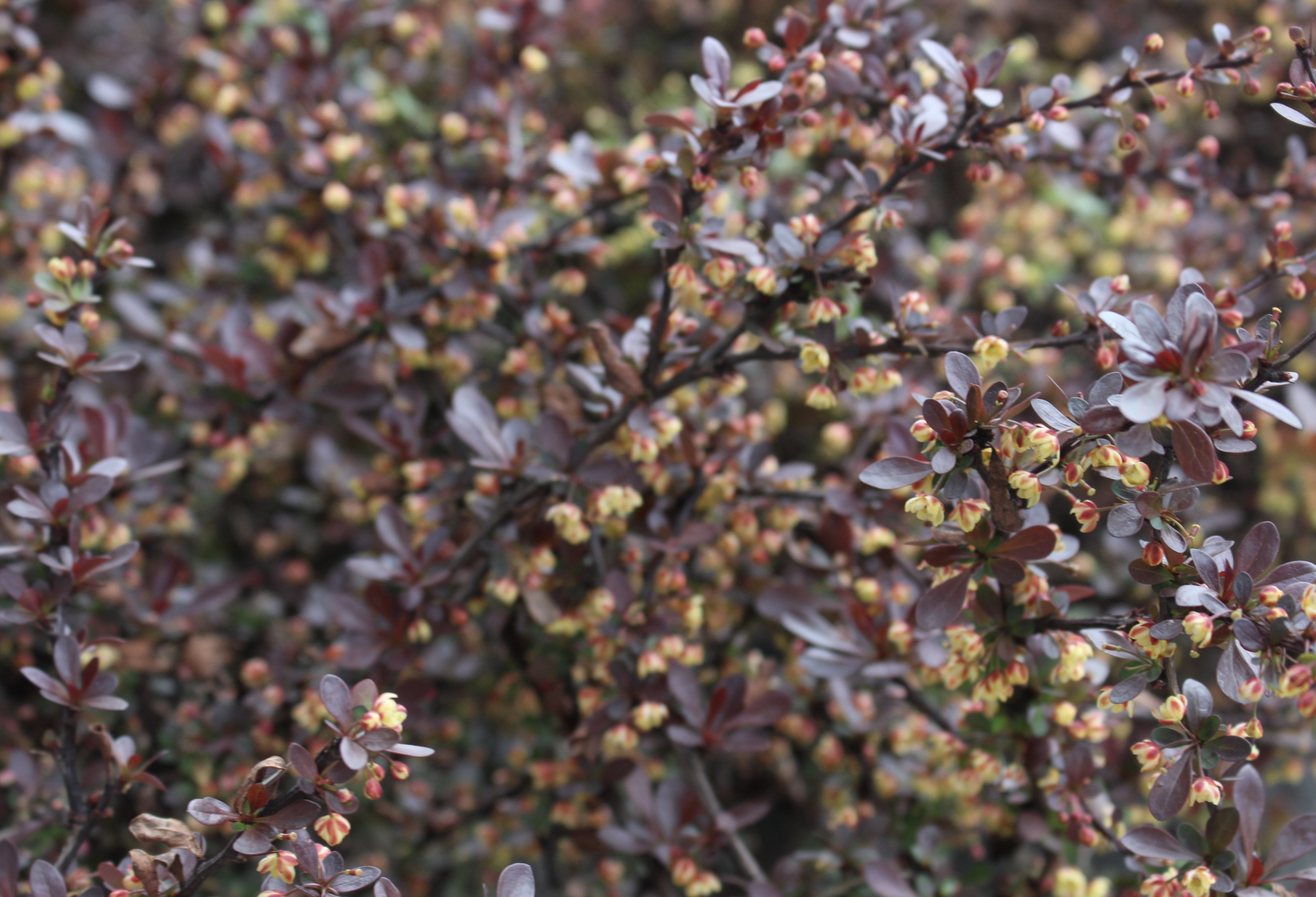 Crimson Pygmy Barberry