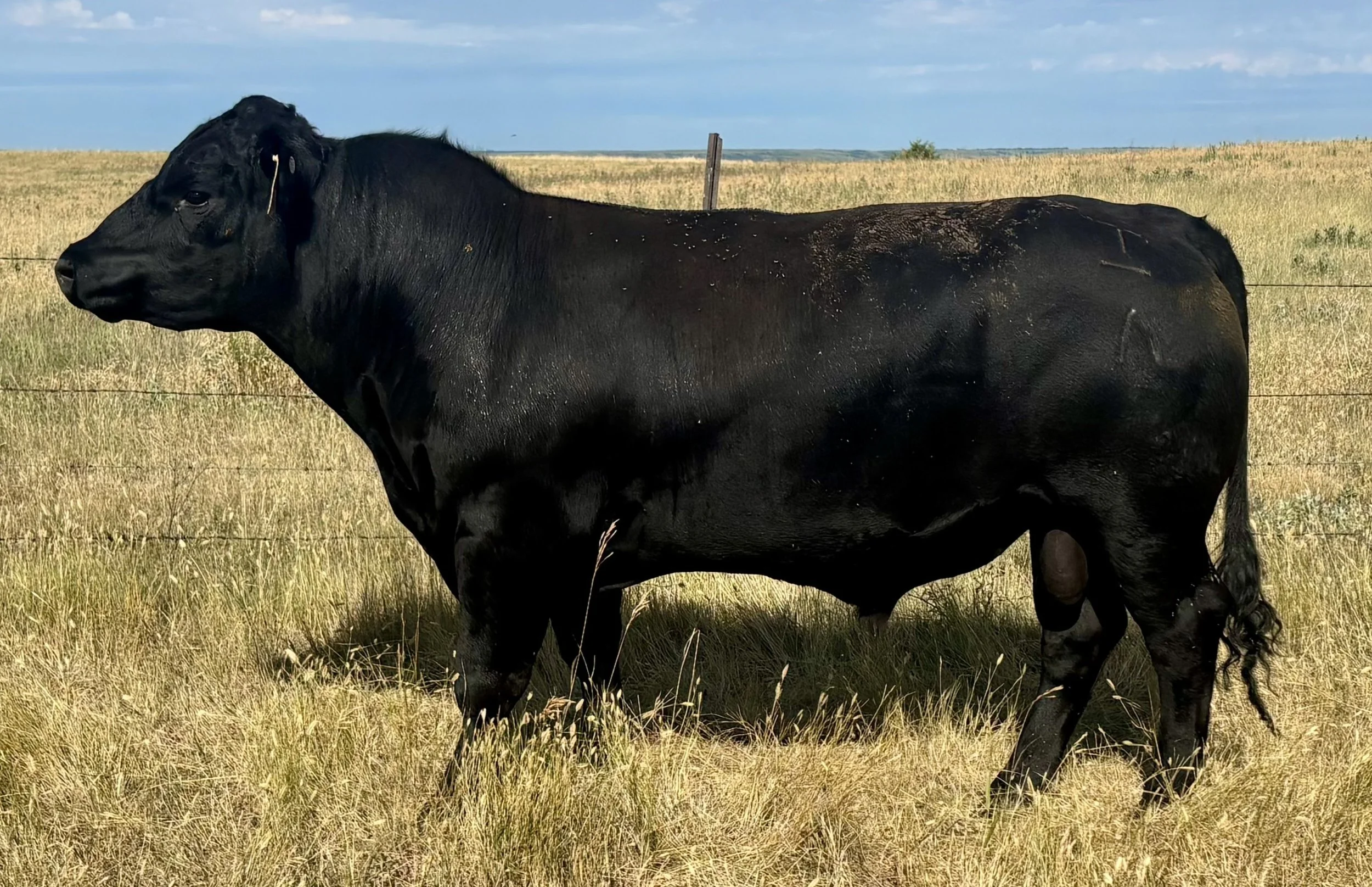 TQ Harvard Angus bull Totton Angus Ranch Bos Sires genetics