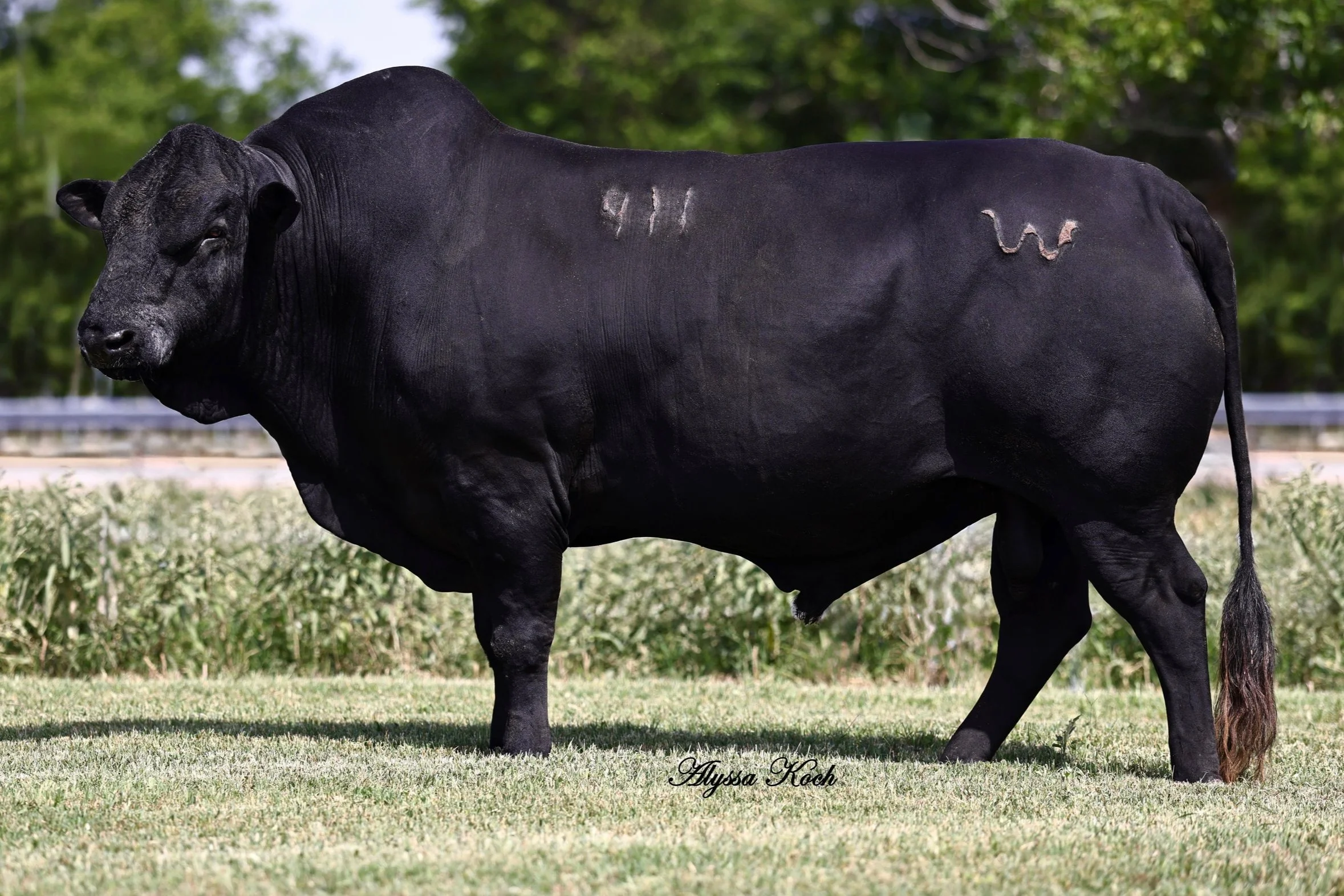 RR 17, a Robbins Ranch Mashona bull, selected for high maternal fertility, efficient grazing, and adaptability in low-input systems.