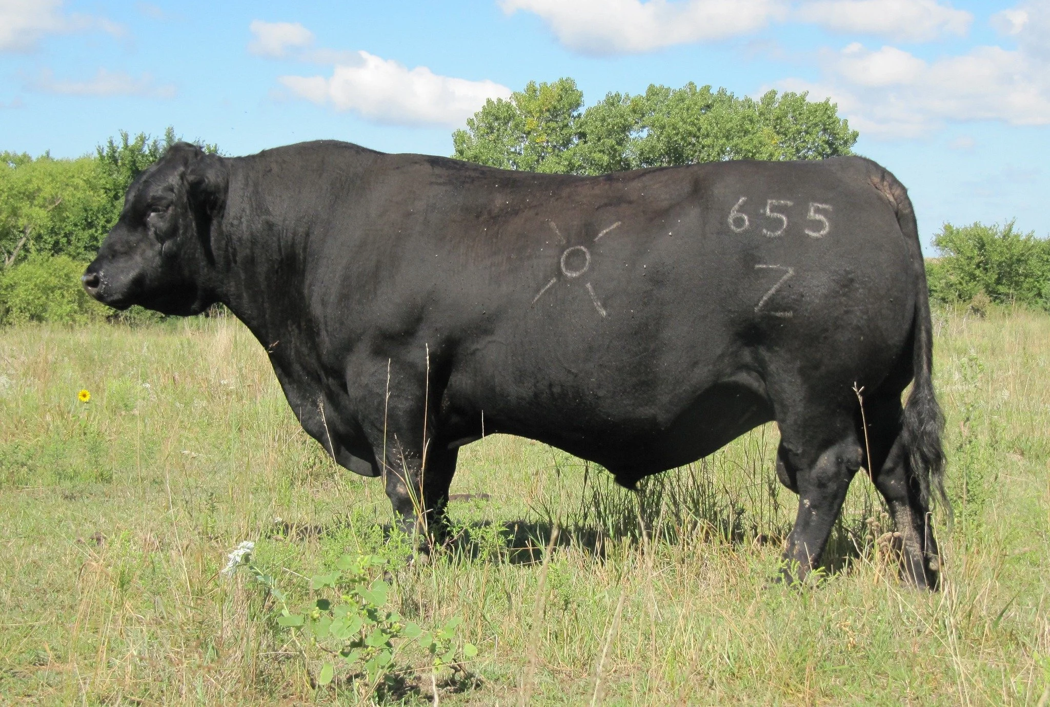Ohlde Cattle Co. — Bos Sires