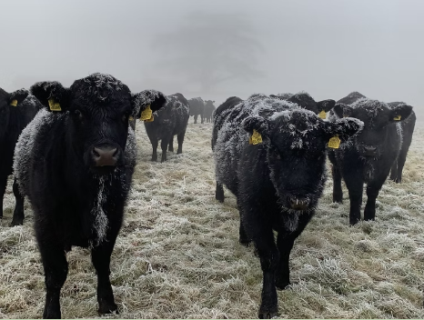 Rob Harvard cattle herd demonstrating durability in cold weather