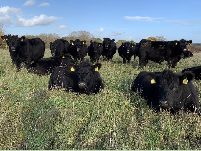 Functional cattle herd selected for fertility and efficiency
