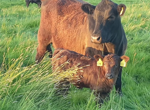 Rob Harvard cattle program maternal cow calf pair