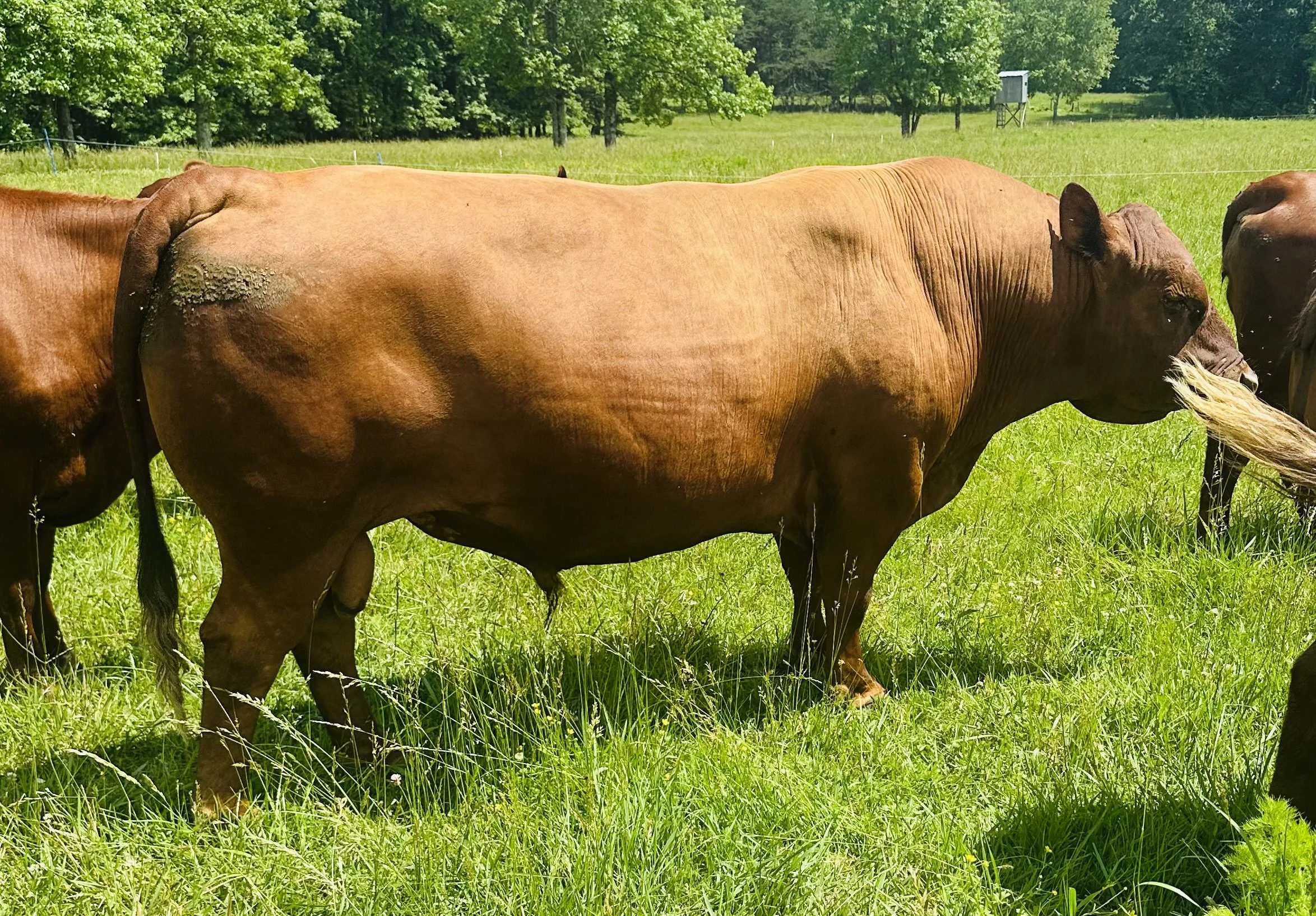 WDH 24 South Poll bull Bent Tree Farms Bos Sires functional cattle genetics