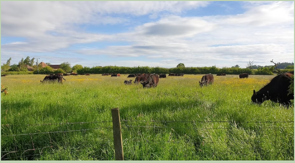 Grass based cattle herd managed by Rob Harvard Bos Sires representative