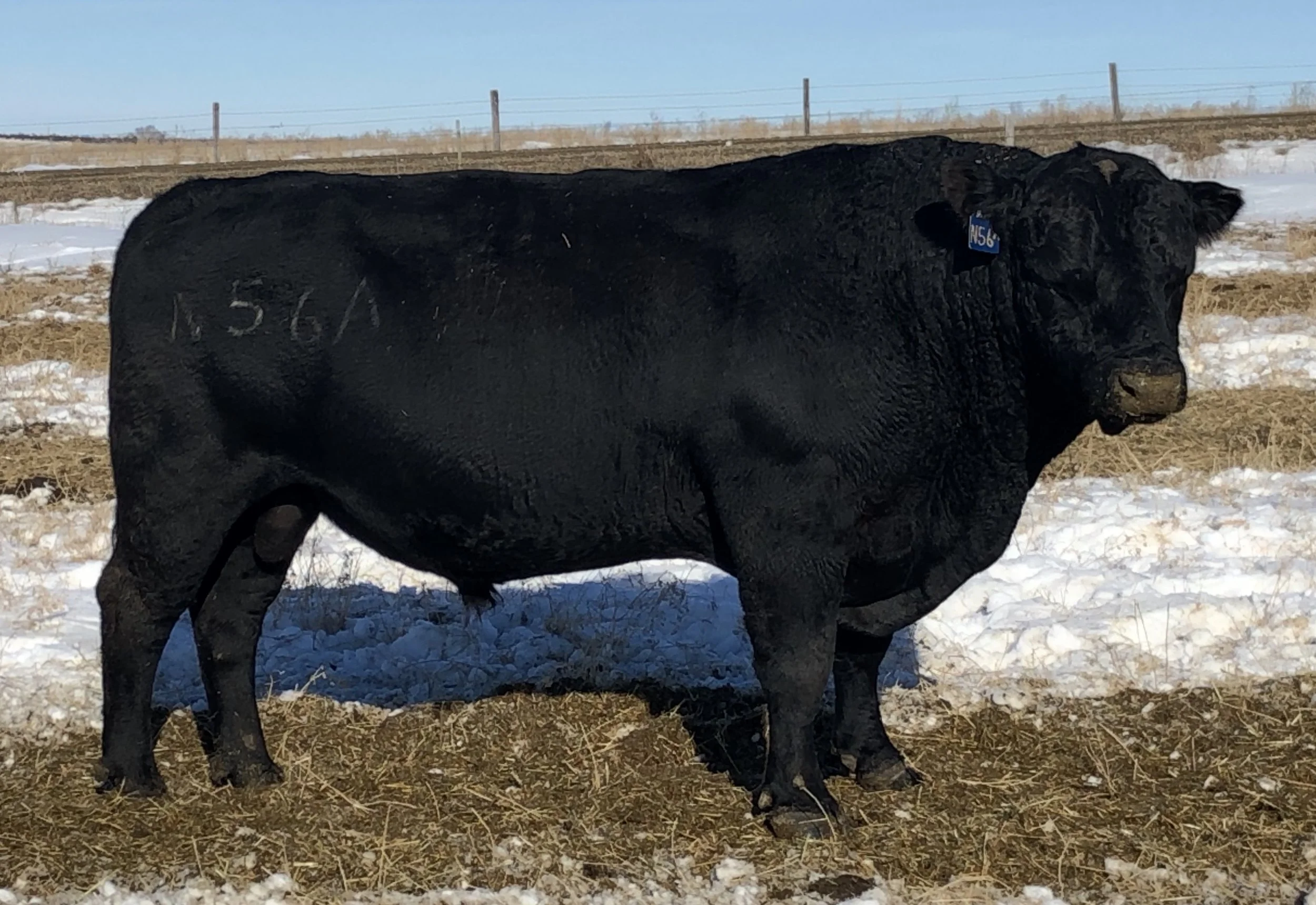 TQ Masters Blend Angus bull Totton Angus Ranch Bos Sires genetics