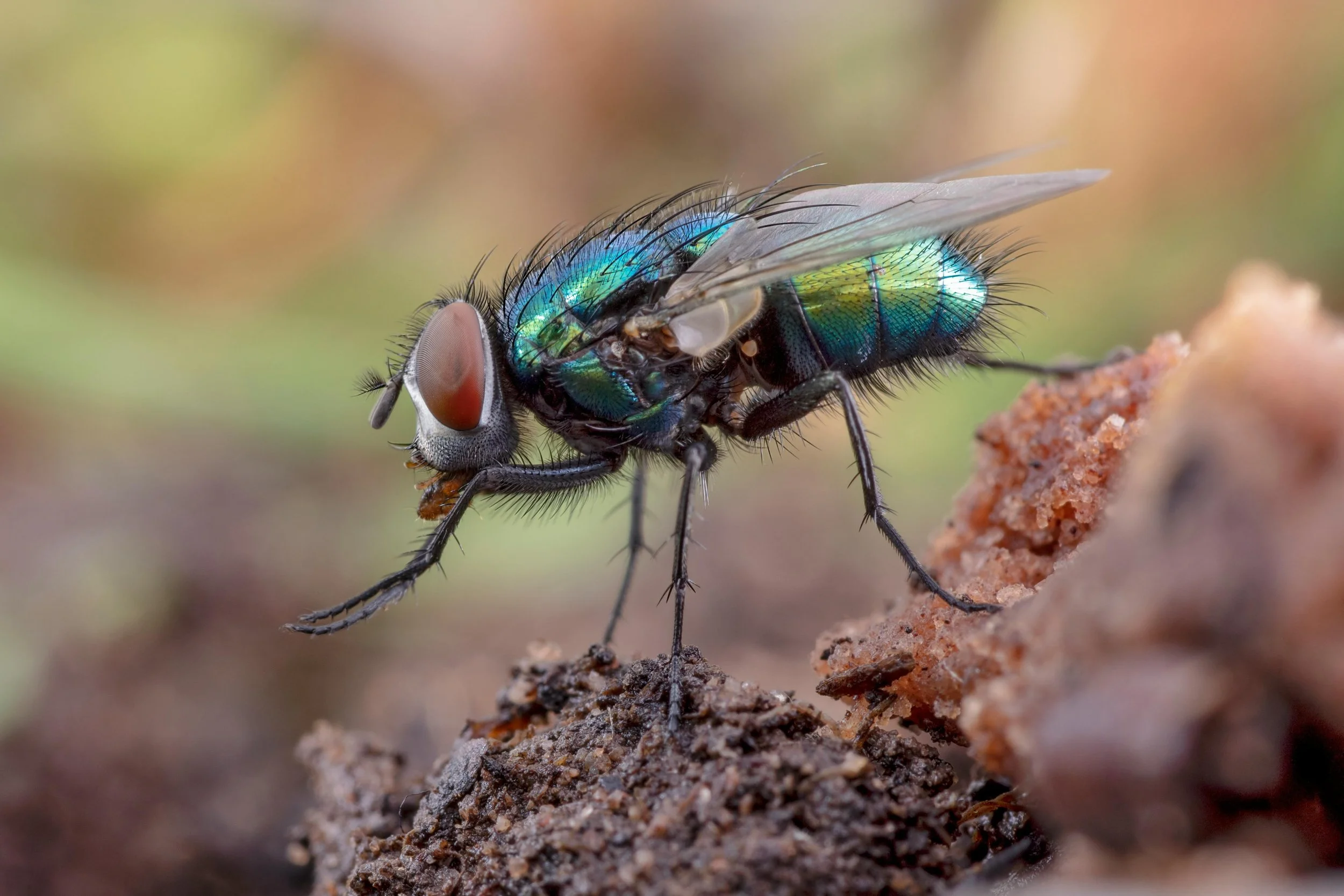 What Really Happens When A Fly Lands On Your Food? — Trash Can Screen