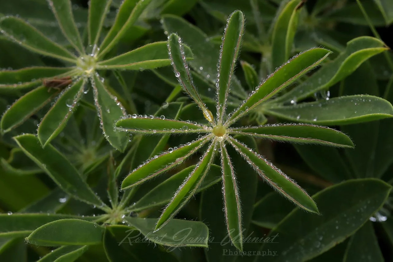 Silver Lupine and dew