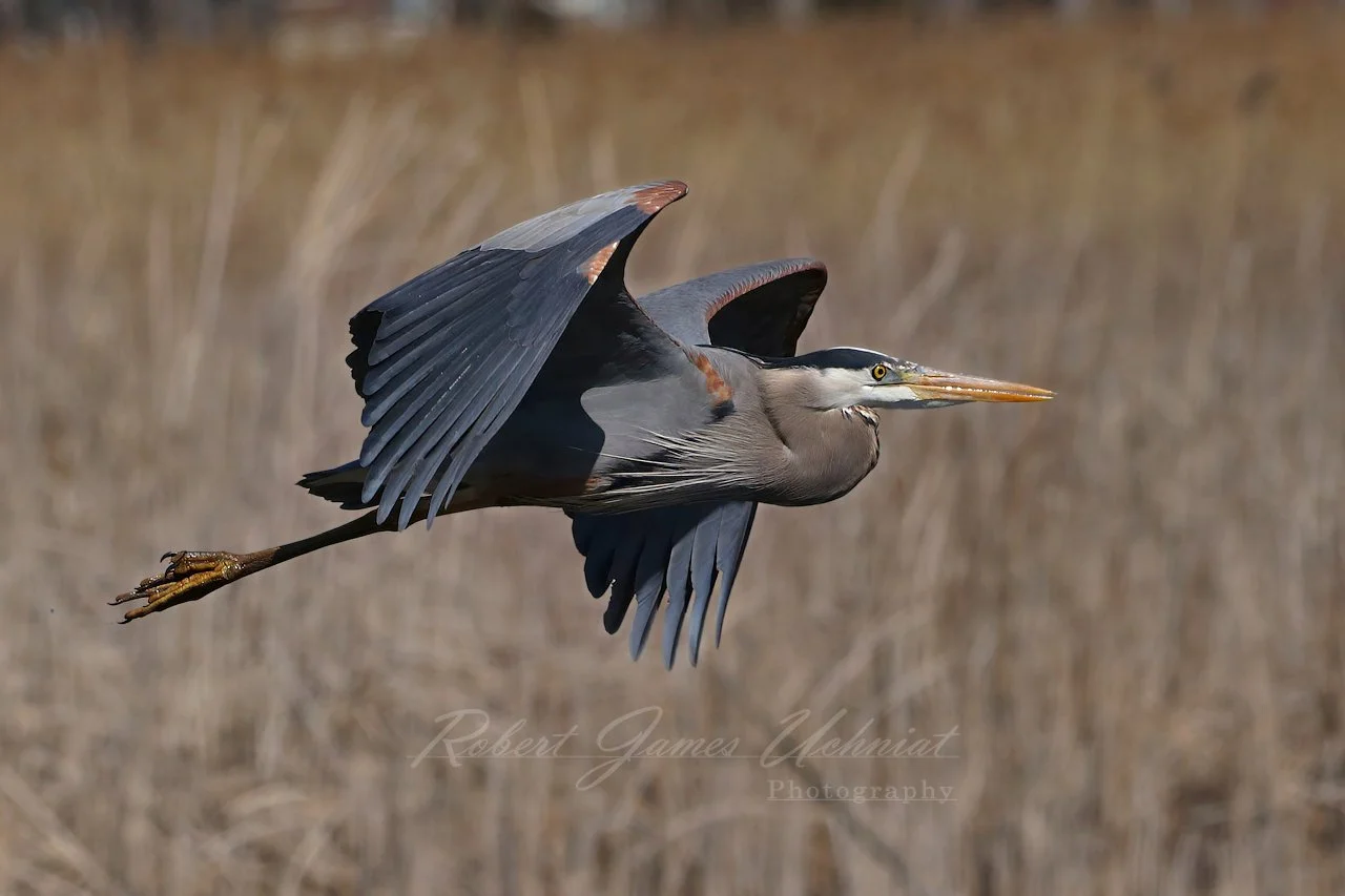 Great Blue Heron in flight over reeds 25.jpg