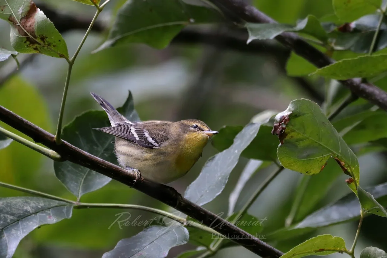 Blackburian Warbler female on branch 25.jpg