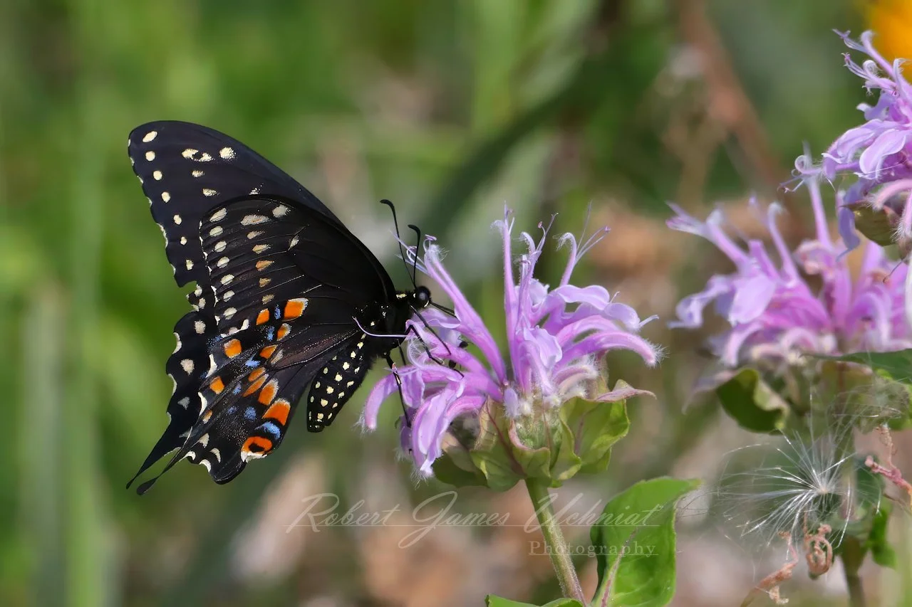 Black Swallowtail on a Bergamot