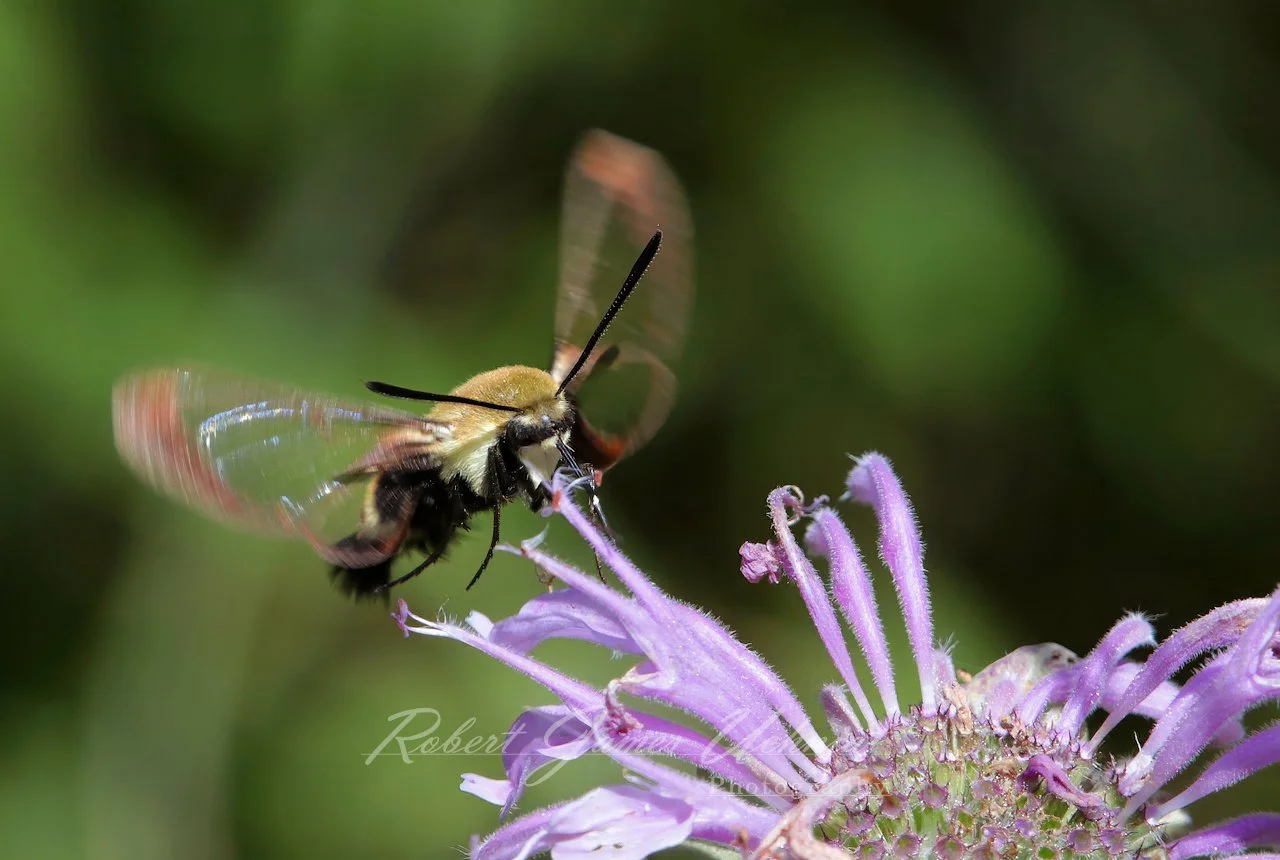 Snowberry Clearwing flying over a Bergamot