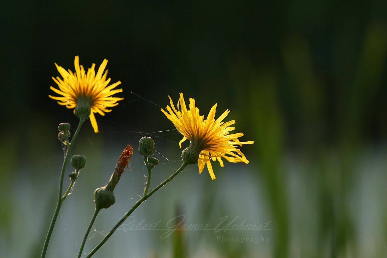 Perennial Sow Thistle backlit