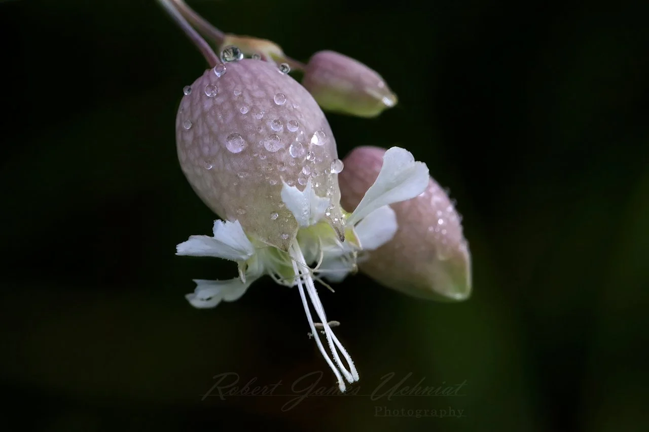 Bladder Campion and dew