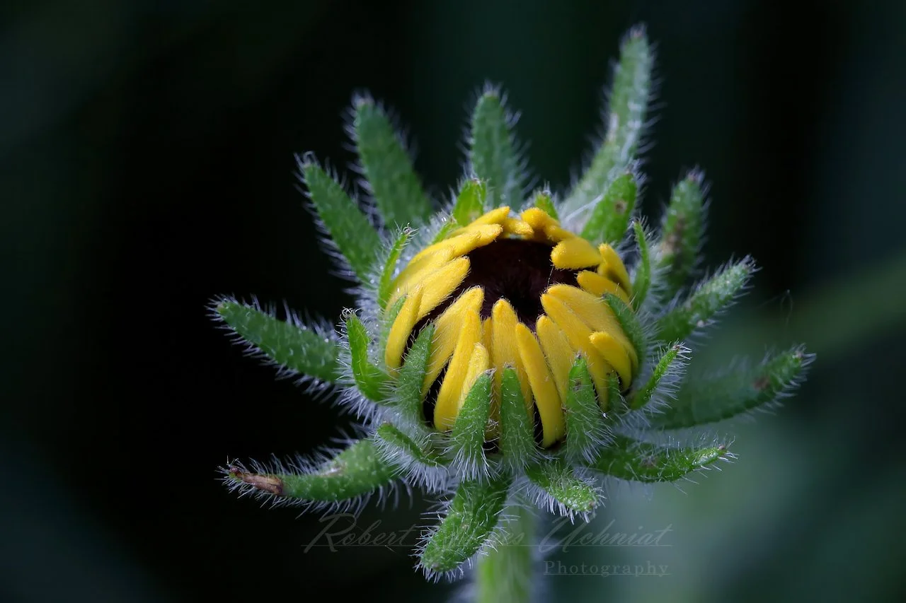 Black-Eyed Susan bud opening