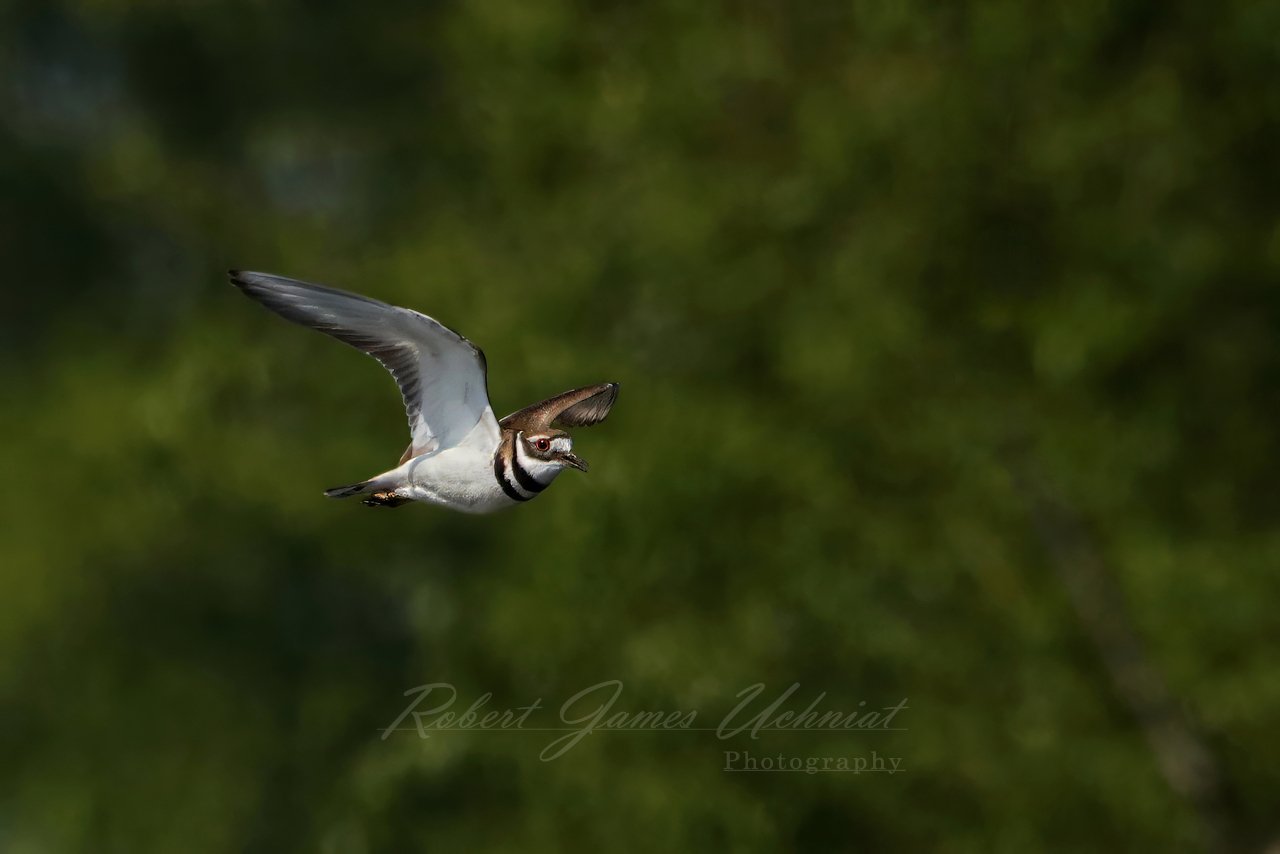 Killdeer in flight trees 25.jpg