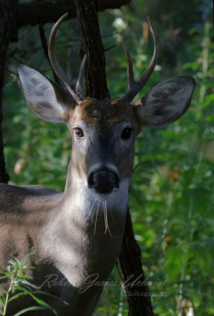 White Tailed Deer Buck portrait