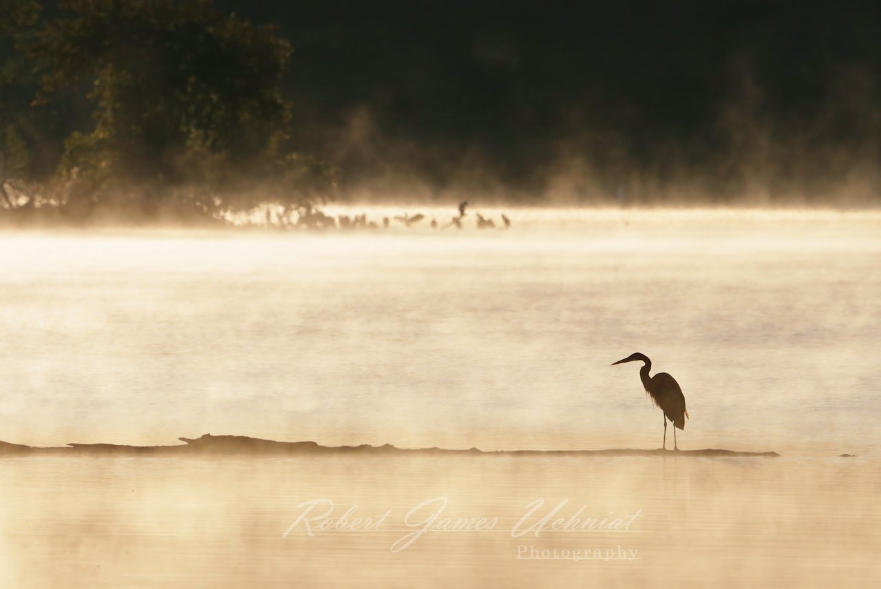Blue Heron Cormorants and steam 25.jpg