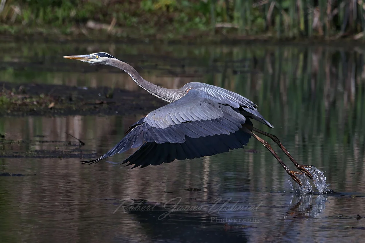 Great Blue Heron takes flight 25.jpg