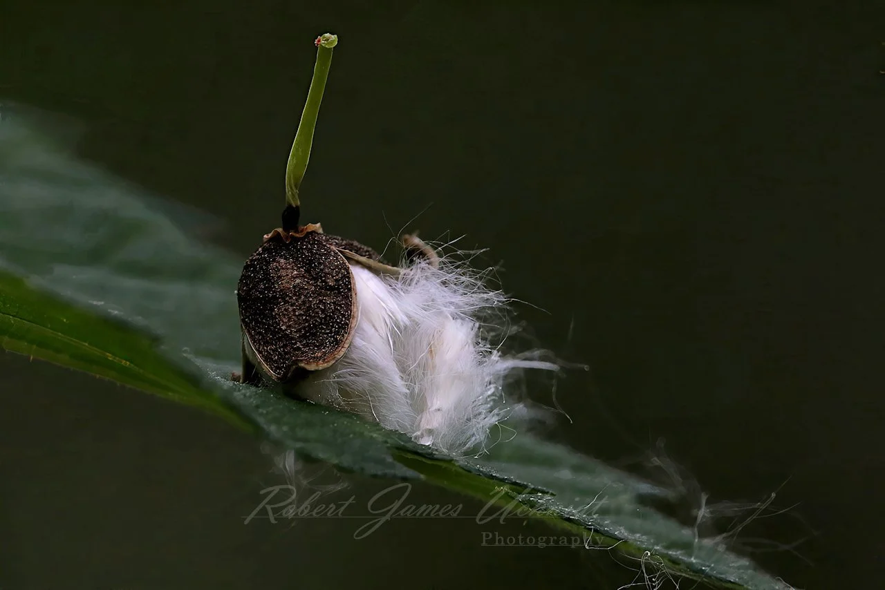 Cottonwood seed resting on a leaf
