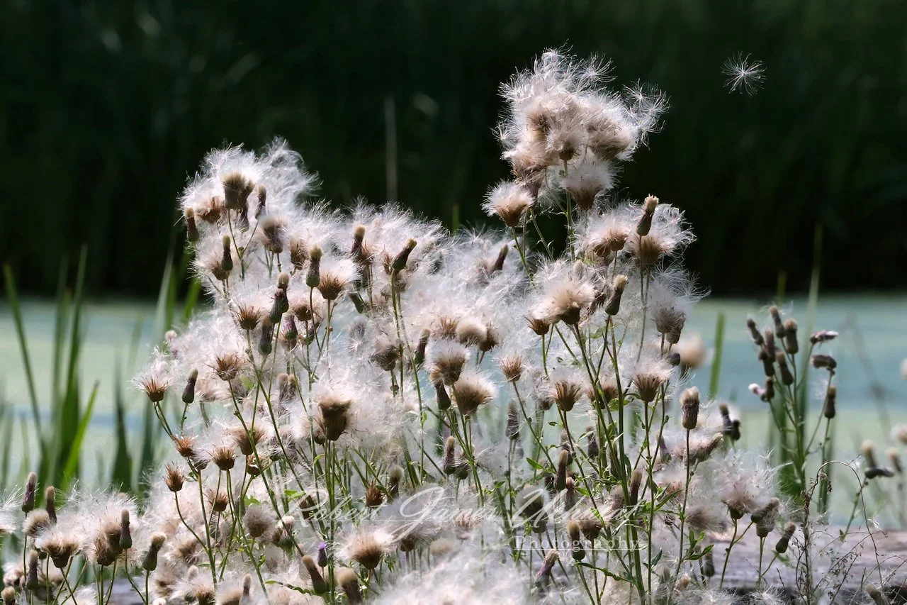 Thistle Seeds