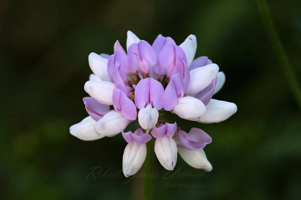 Crown Vetch blossom
