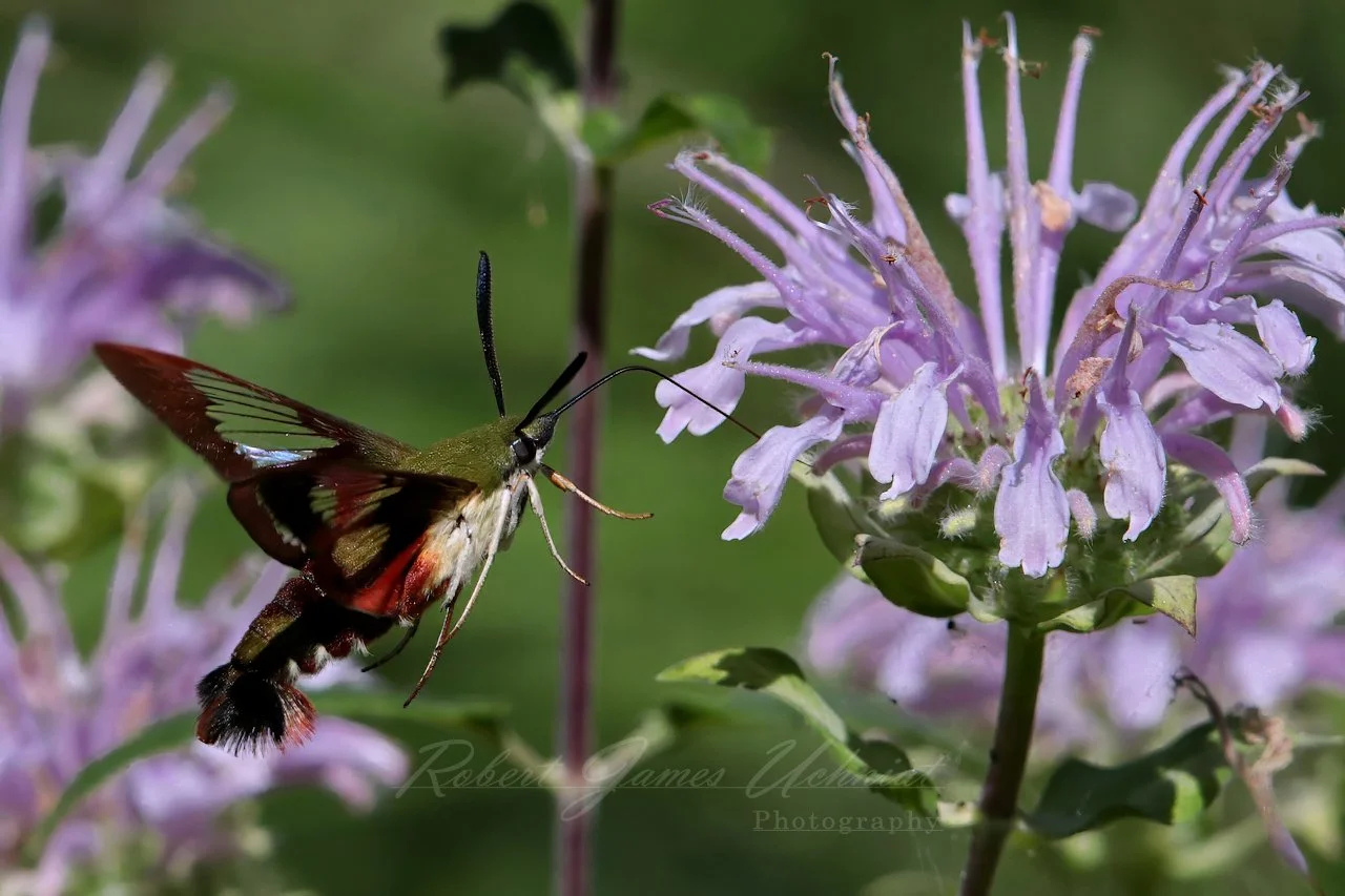 Hummingbird Clearwing Moth drinking