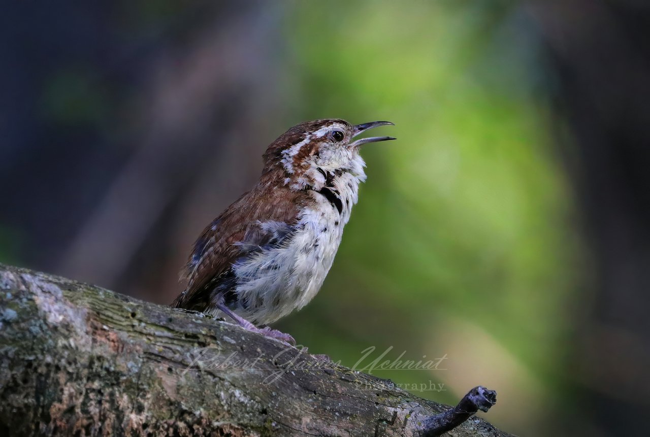 Carolina Wren Singing on log 25.jpg