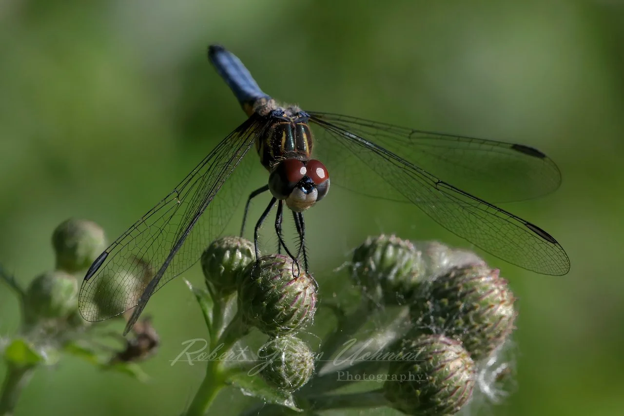 Blue Dasher Dragonfly on a Thistle