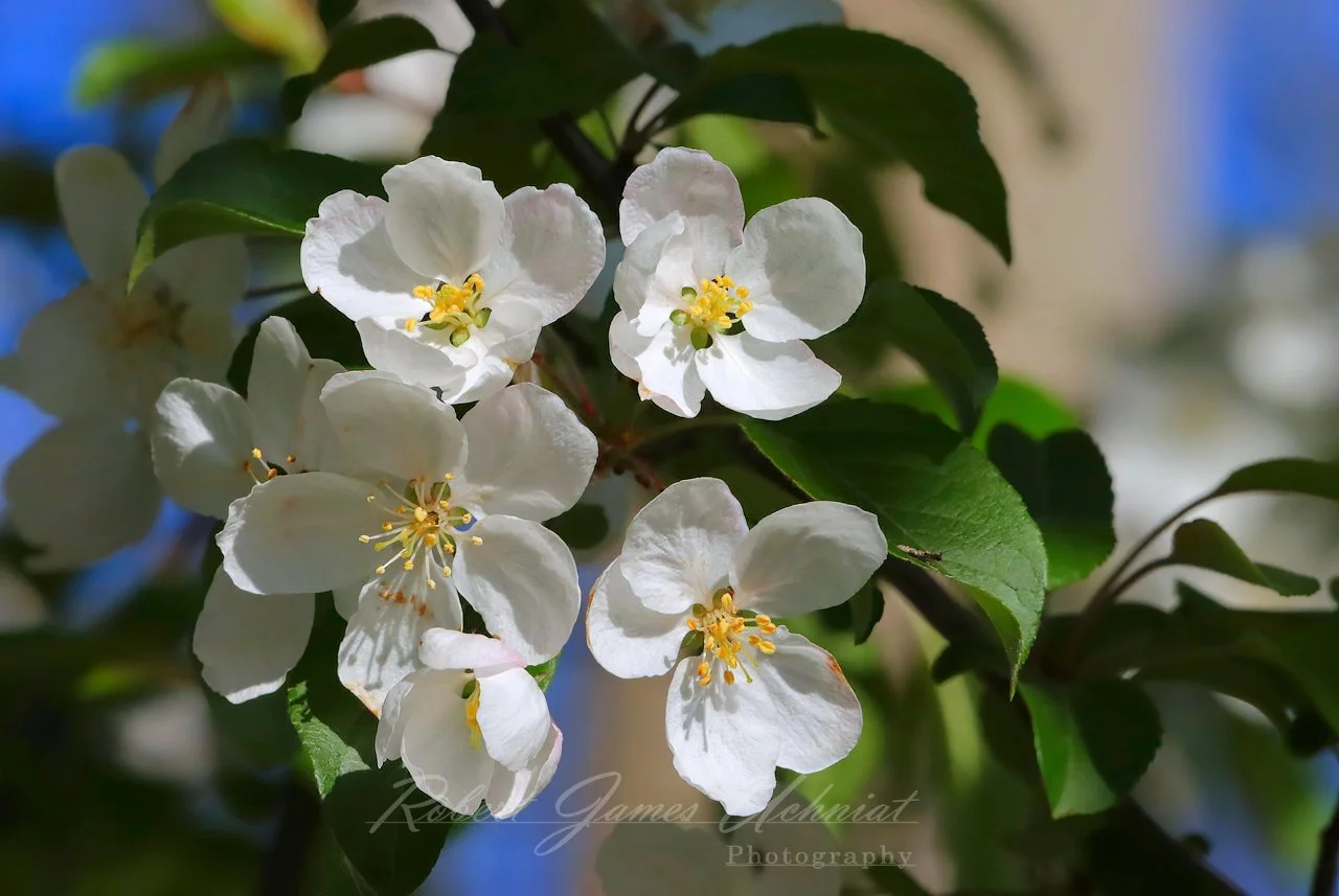 Flowering Crab Apple blossom
