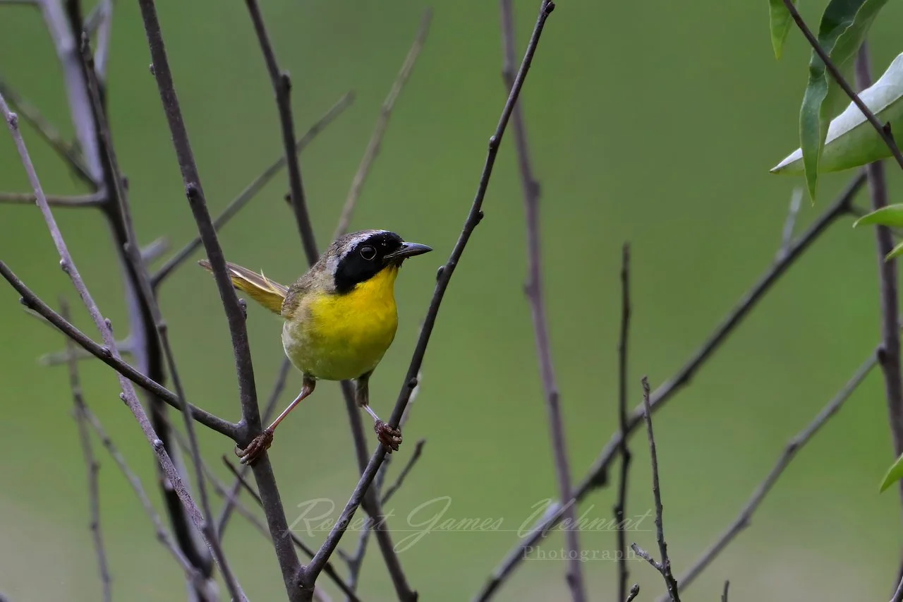 Common Yellow Throat between twigs 25.jpg