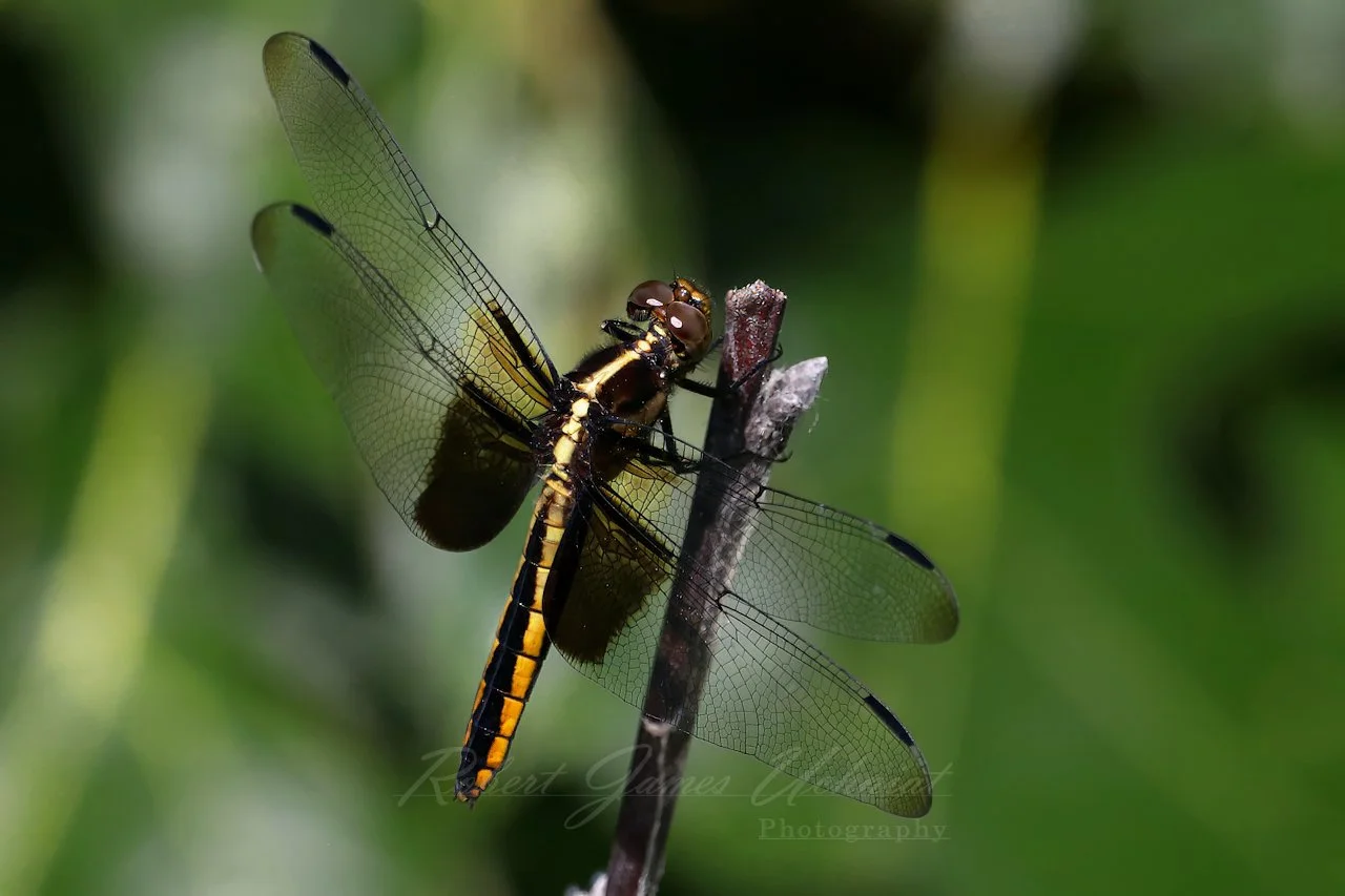 Widow Skimmer Dragonfly on a stick