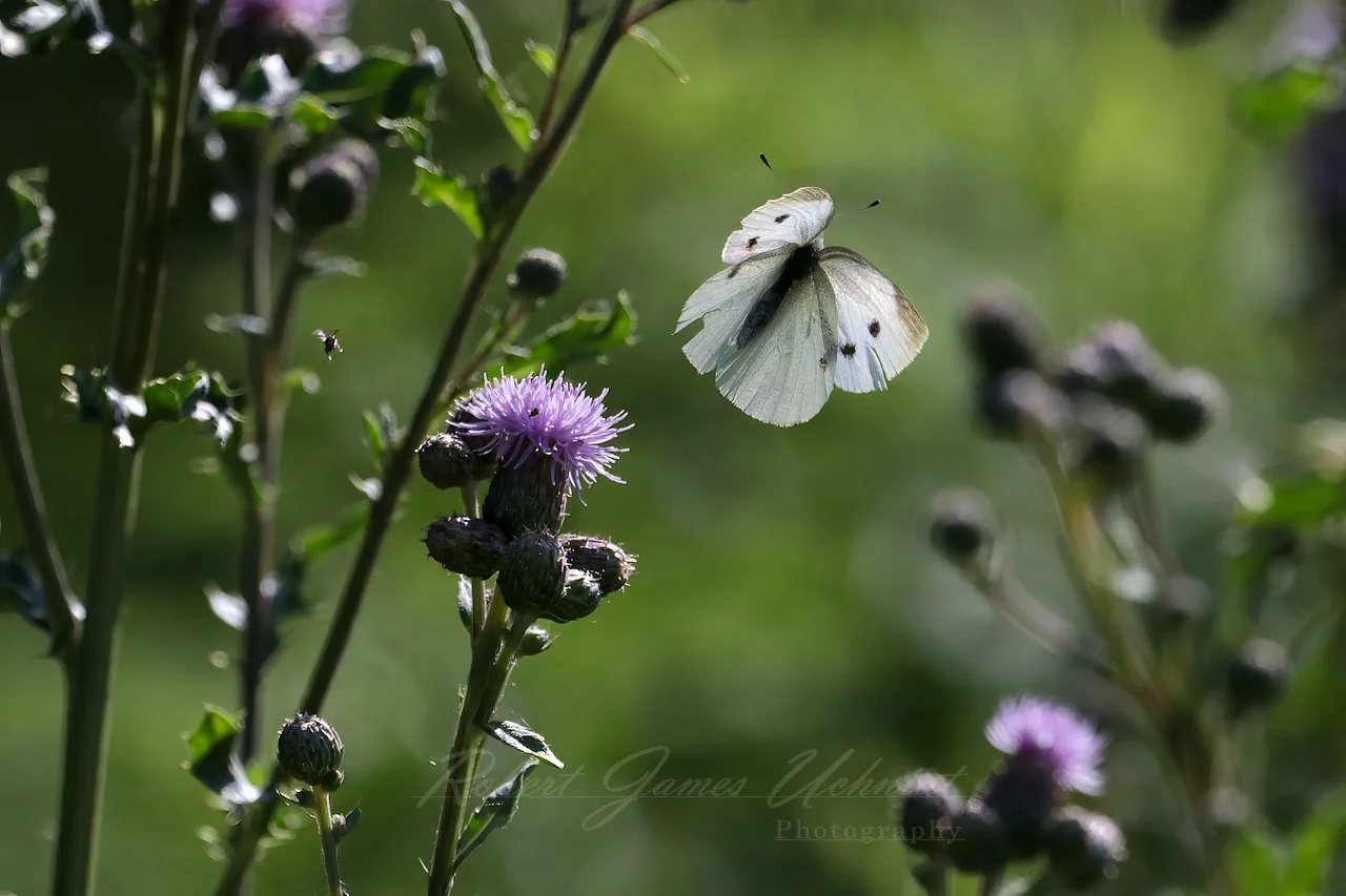 Cabbage White Butterfly in flight