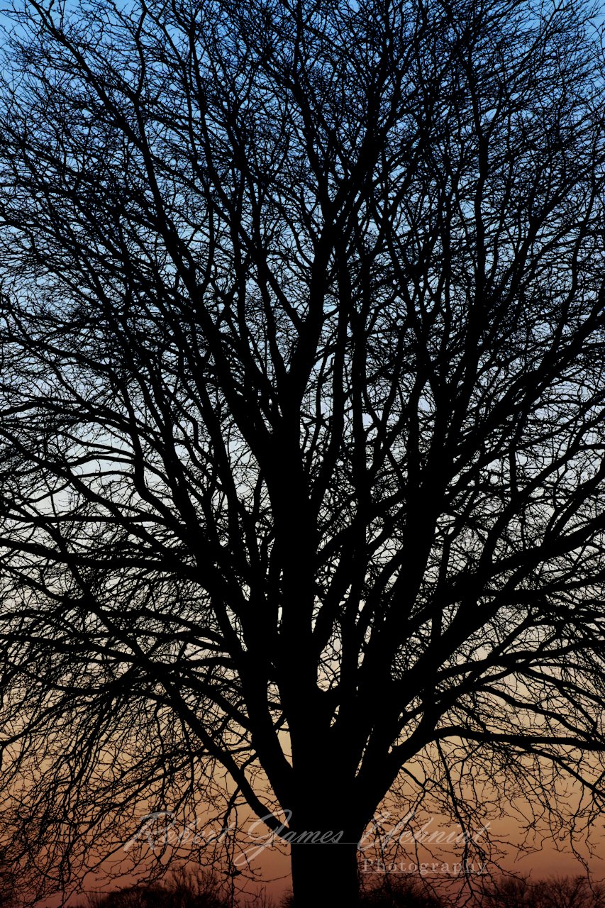 Bare Tree at dawn