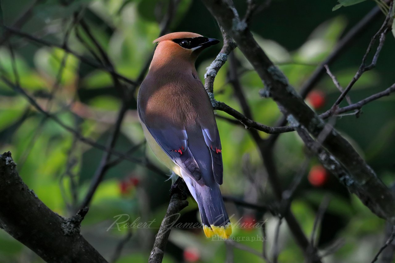 Cedar Waxwing back 25.jpg