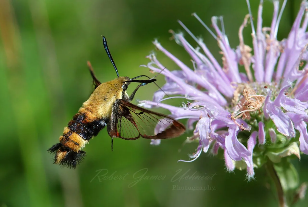 Snowberry Clearwing Moth feeding on a Bergamot