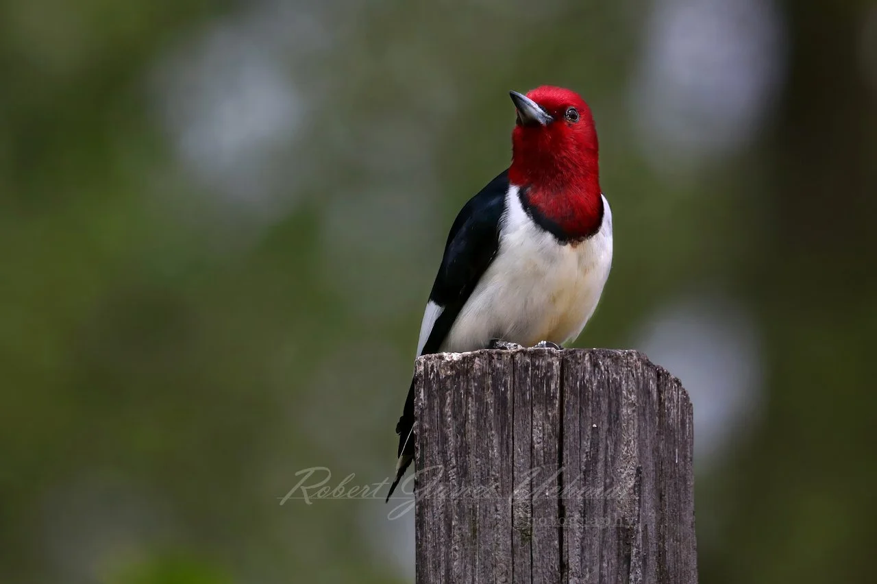 Red Headed Woodpecker on post 25.jpg