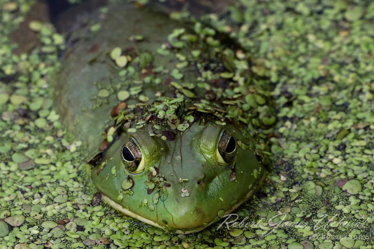 American Bullfrog in Duckweed