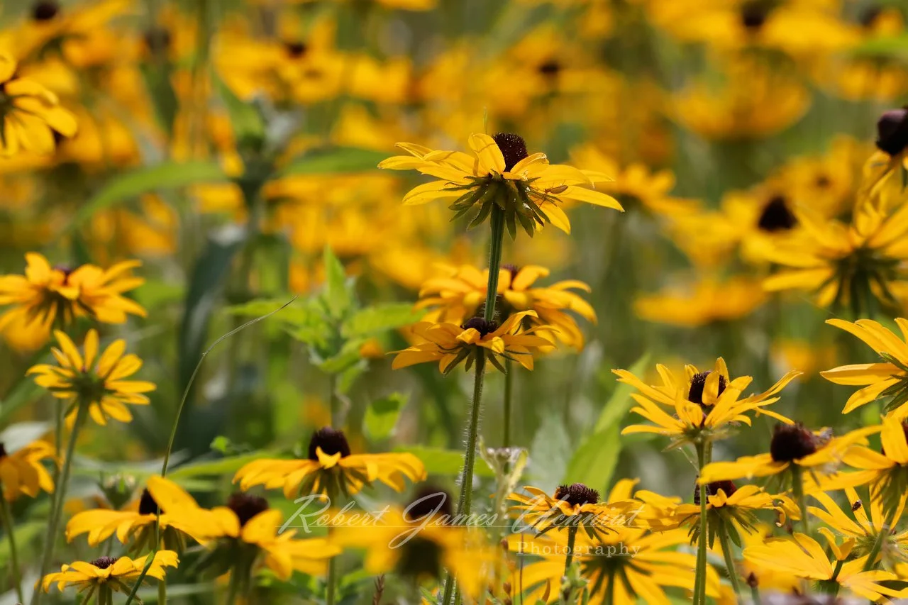 Field of Blake-Eyed Susan blossoms